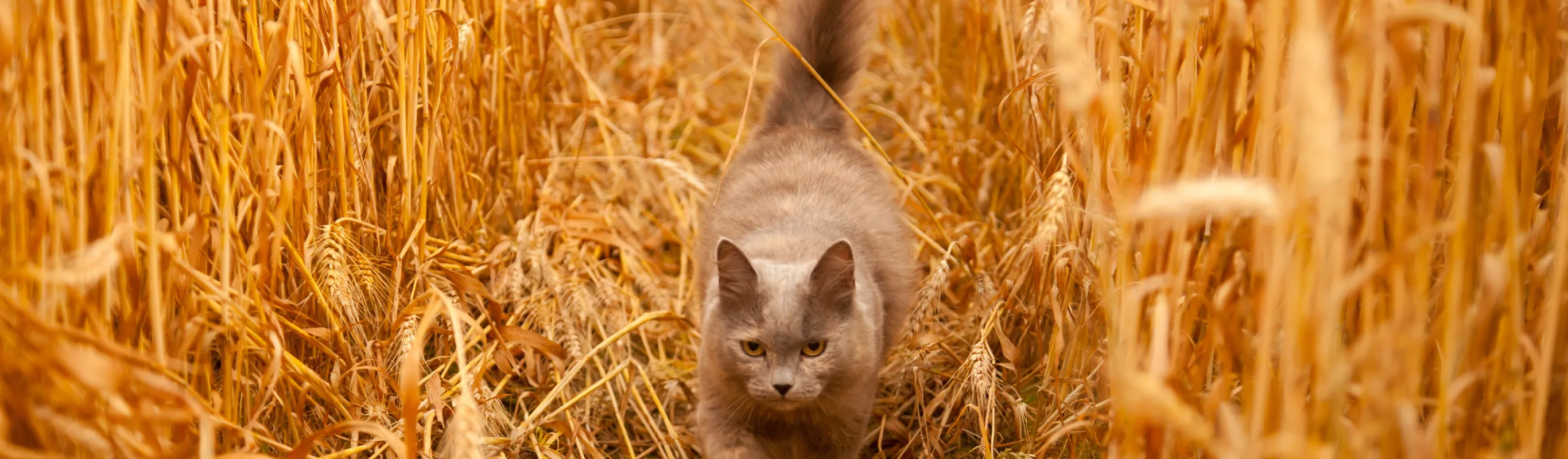 Cat walking through the wheat 